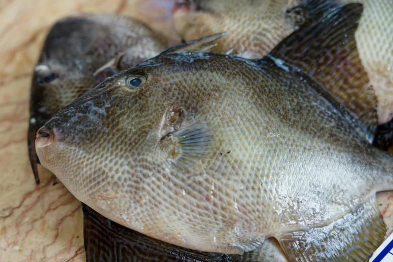 several fish gathered on a table top with a blue ribbon