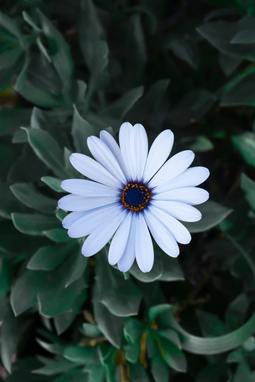 a single white flower surrounded by lots of green plants