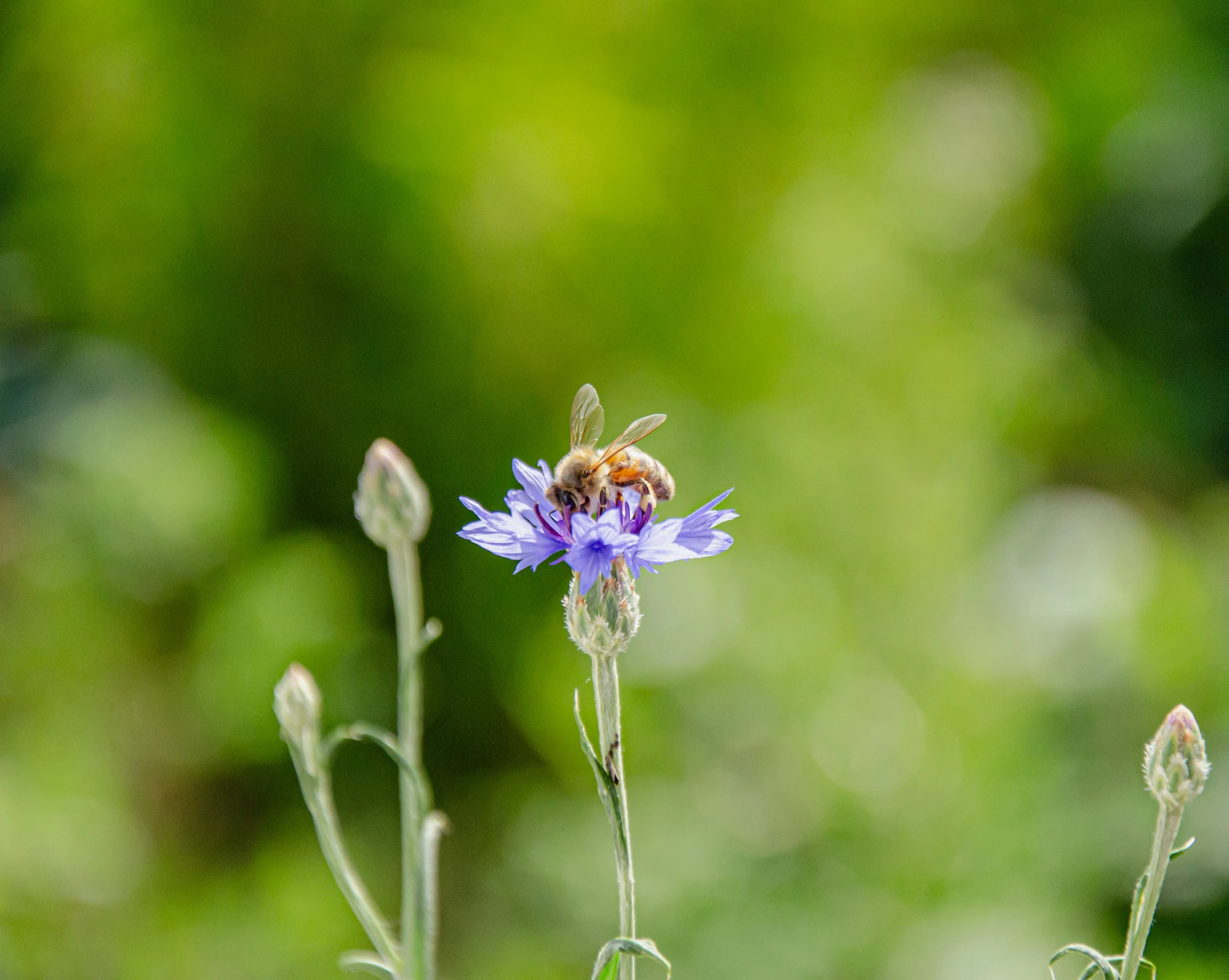 a bee is sitting on the purple flower