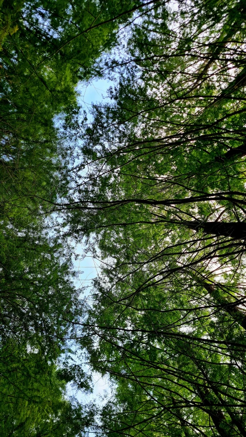 the tops of trees are seen through the leaves of leaves