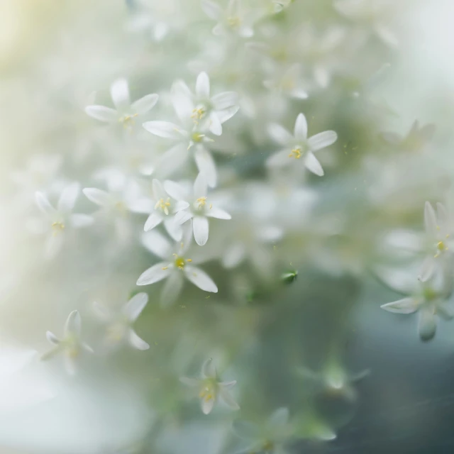 a close up view of a bunch of flowers