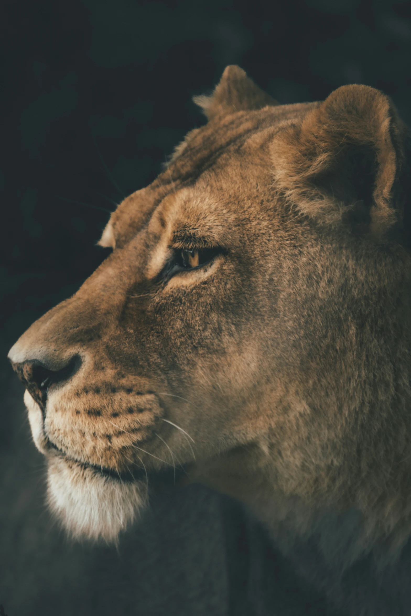 this is a closeup of a lion head and its eyes