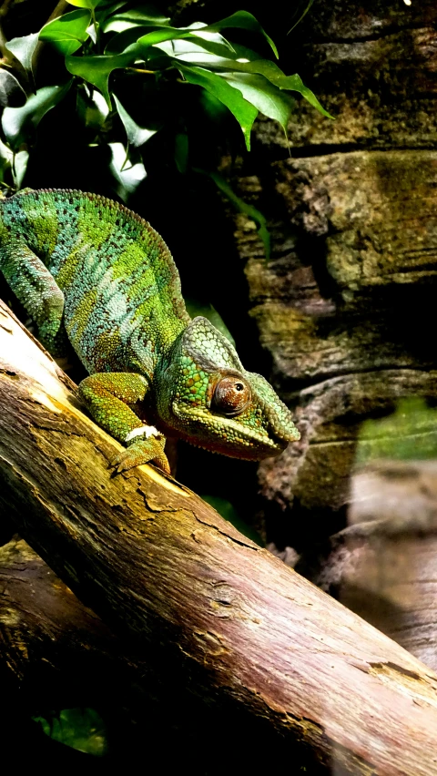 a green chamelon that is sitting on a log