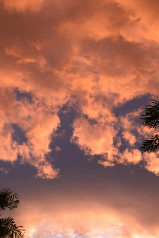 orange and blue sky with palm trees during sunset