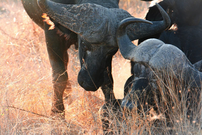 a herd of elephants standing on top of a dry grass field