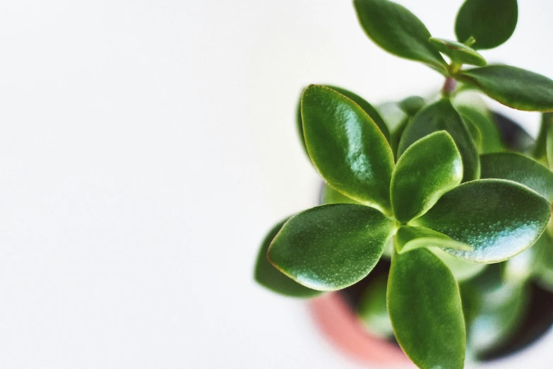 a small leafed plant sitting on top of a red bowl