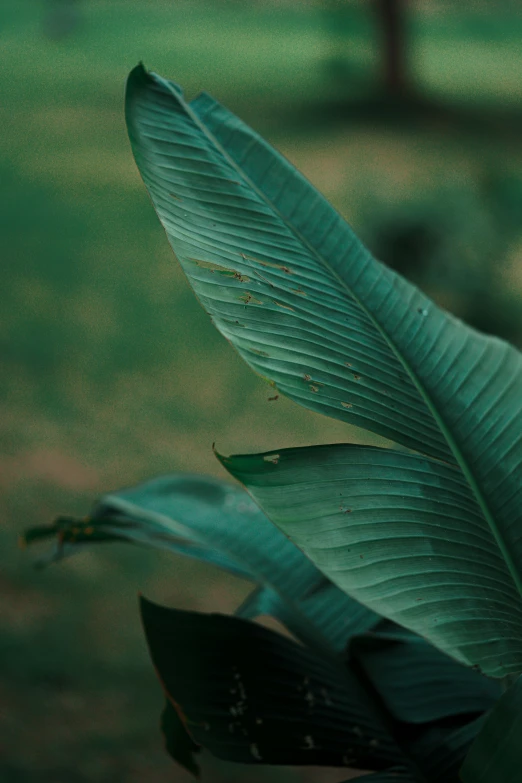 a close up po of a banana leaf