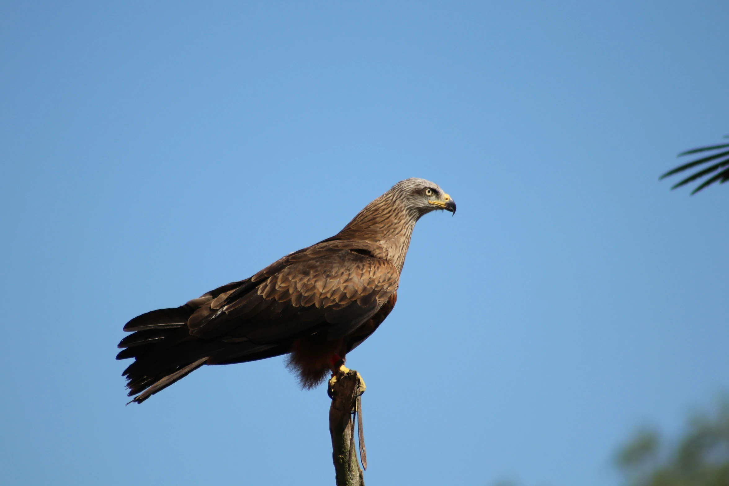 a large brown bird perched on a limb