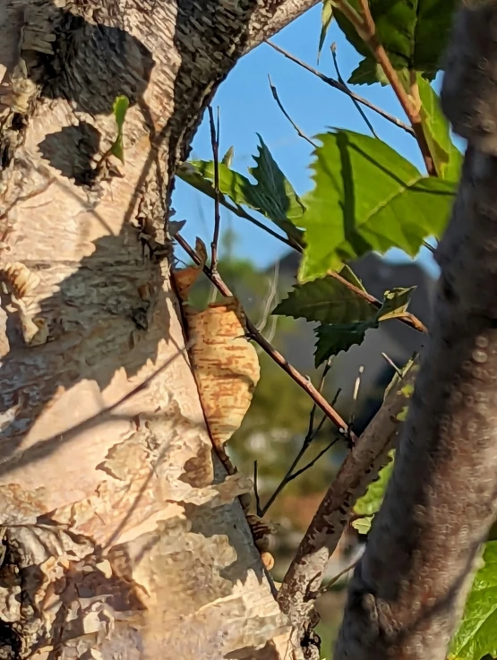 a large brown bird perched on top of a tree