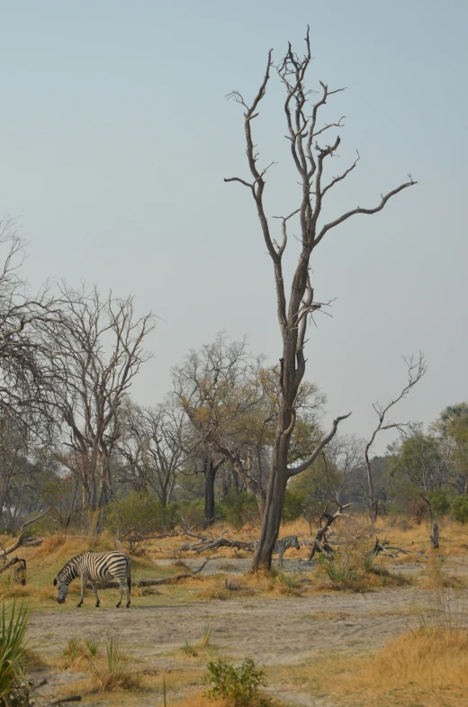 a giraffe stands in front of two zes