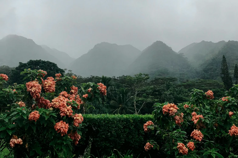 mountains and trees with clouds in the sky