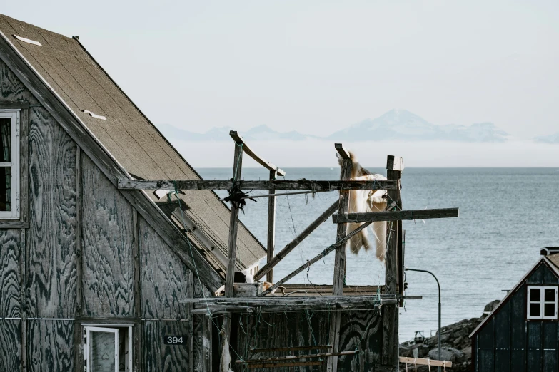 a goat hanging out on top of a roof