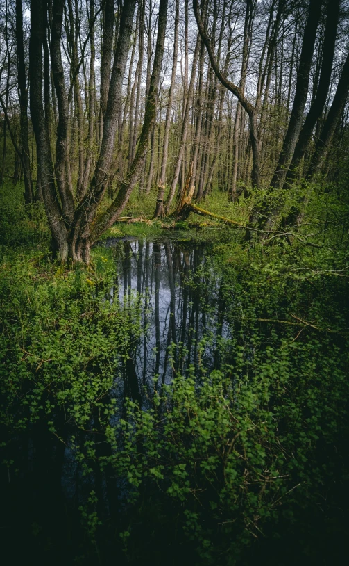 the water is surrounded by tree limbs and vegetation