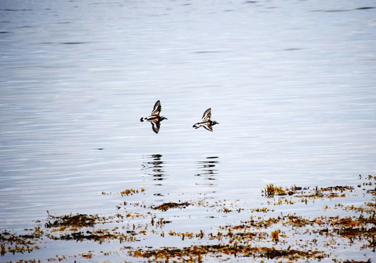 two birds are flying close together over the water