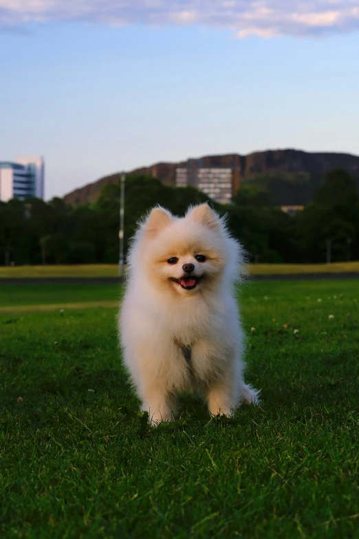 the dog is standing on green grass near trees