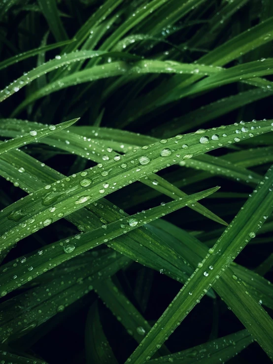 a close up view of some green grass