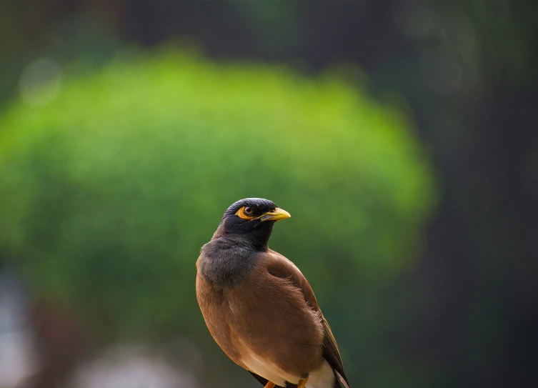 the bird is perched on a nch by himself