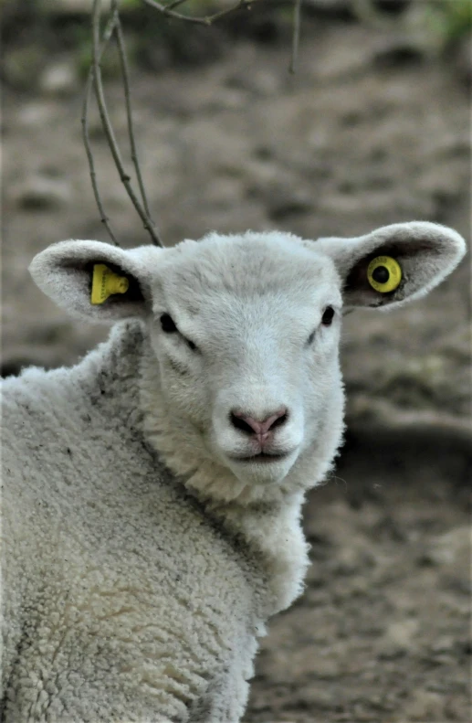 a lamb with yellow eyes and a white coat