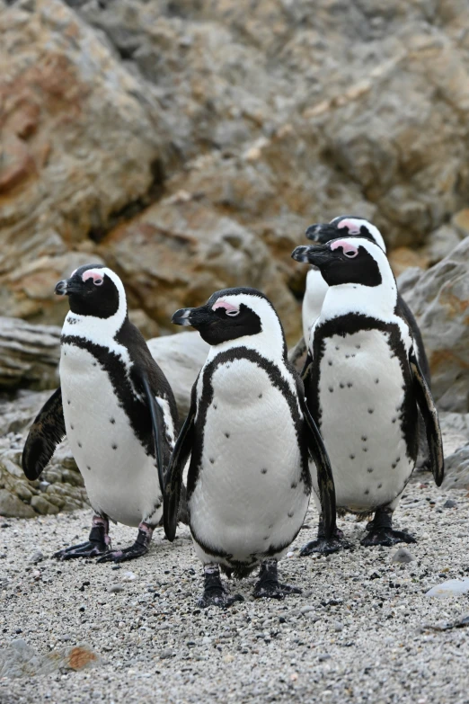 three penguins standing on the beach facing away from each other