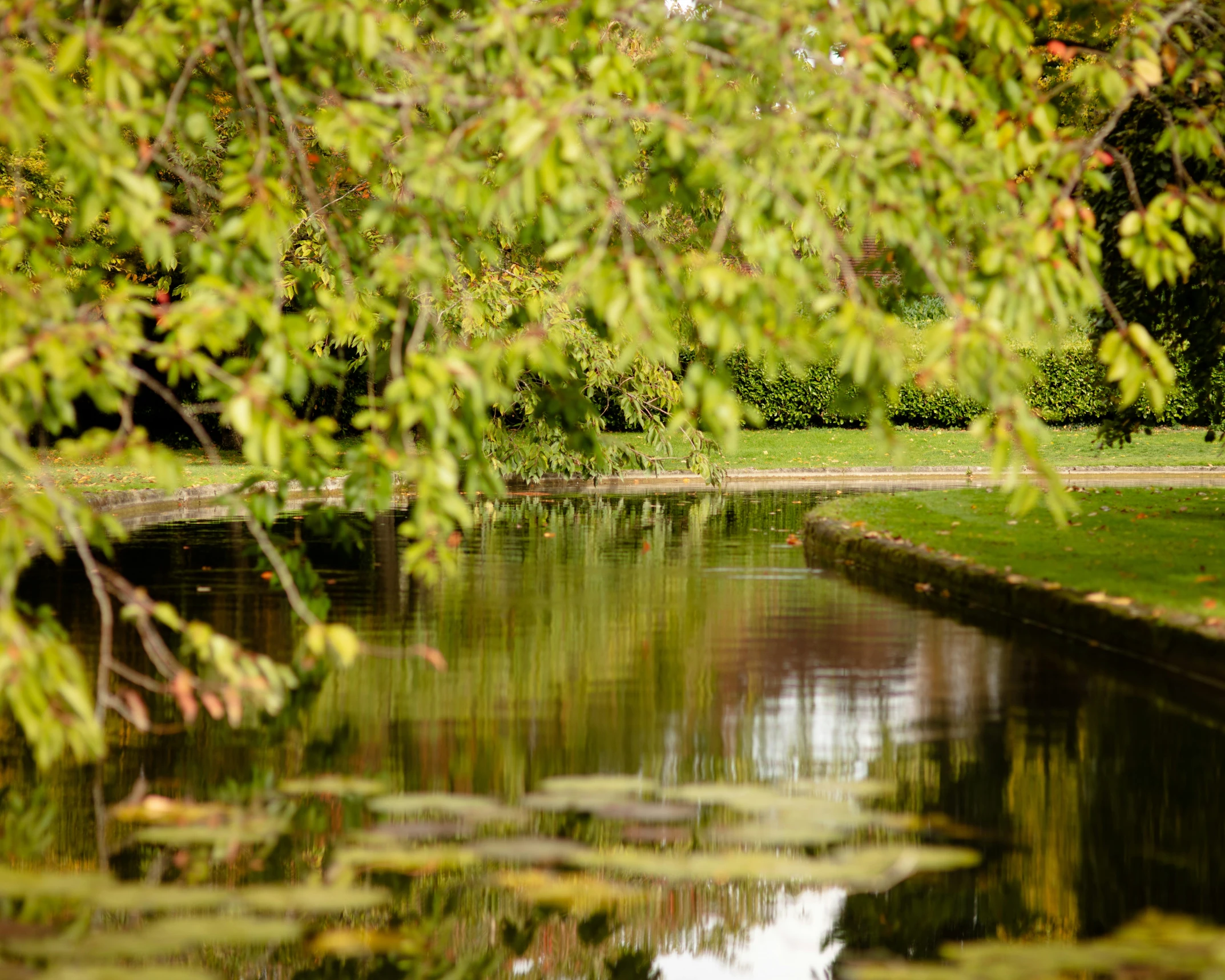 a reflection of a large tree in the water