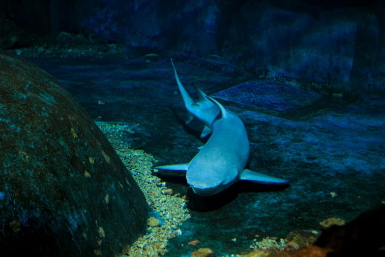 the giant shark is resting under a large rock