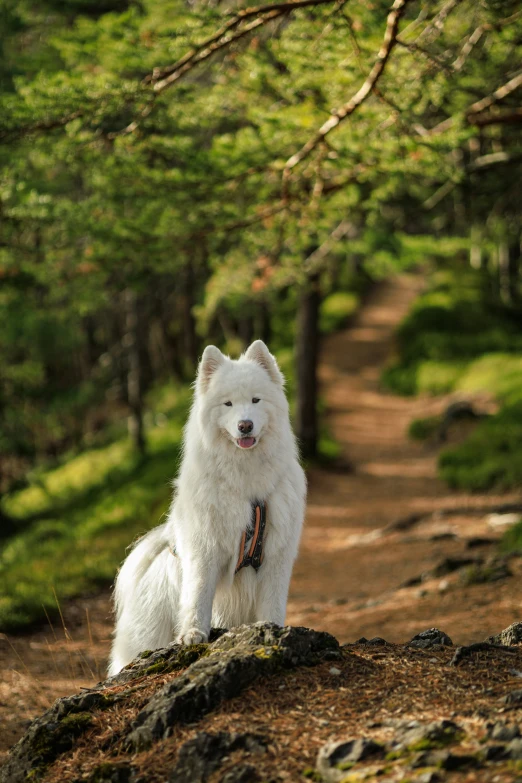 an adult dog standing at the end of a trail