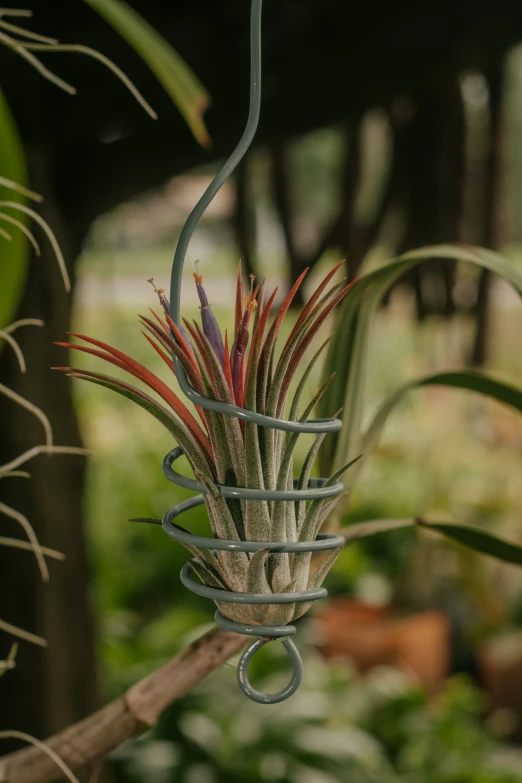 a small metal bird feeder hanging in the air