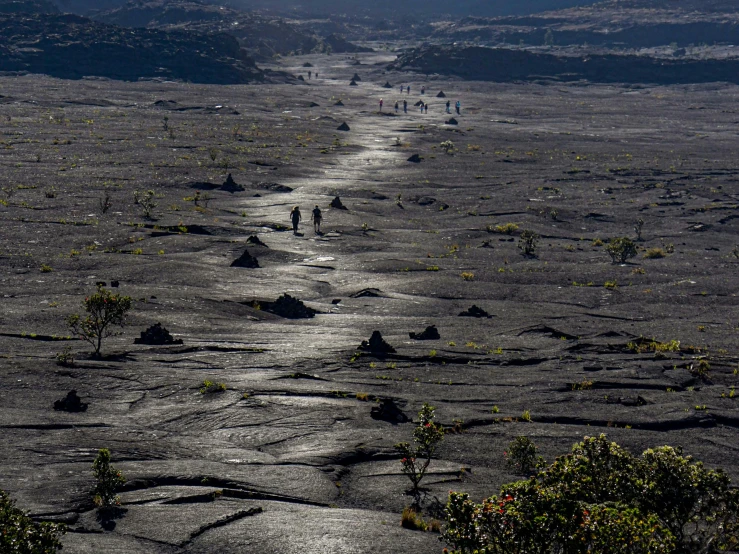 a dirt trail with small tree on the sides and an open landscape