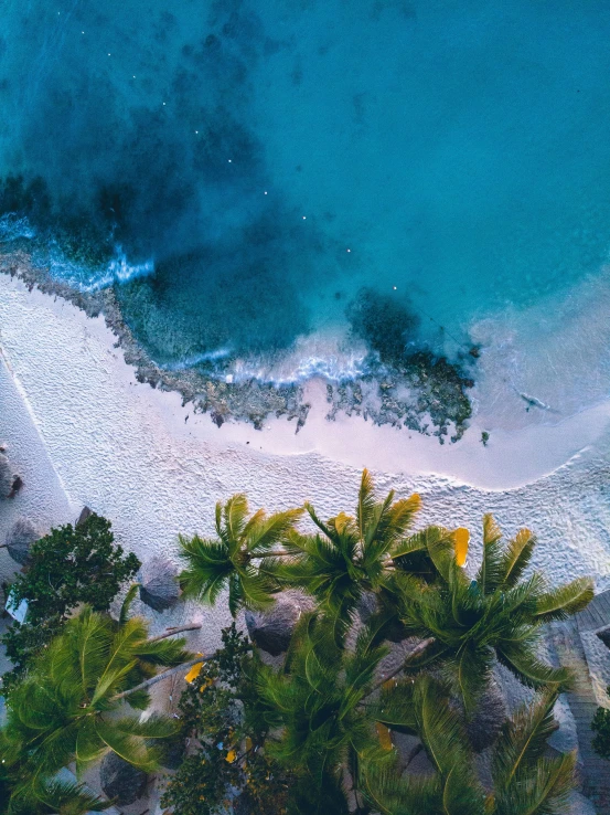 a white sandy beach with water and palm trees