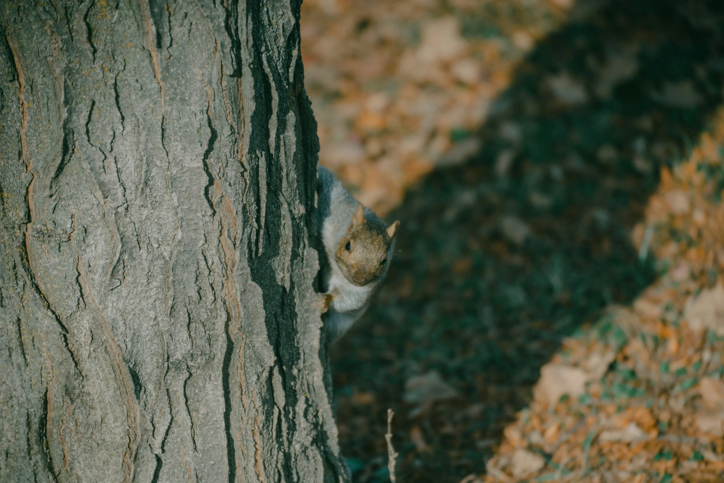 a small rodent peeking out from between the trunk of a tree