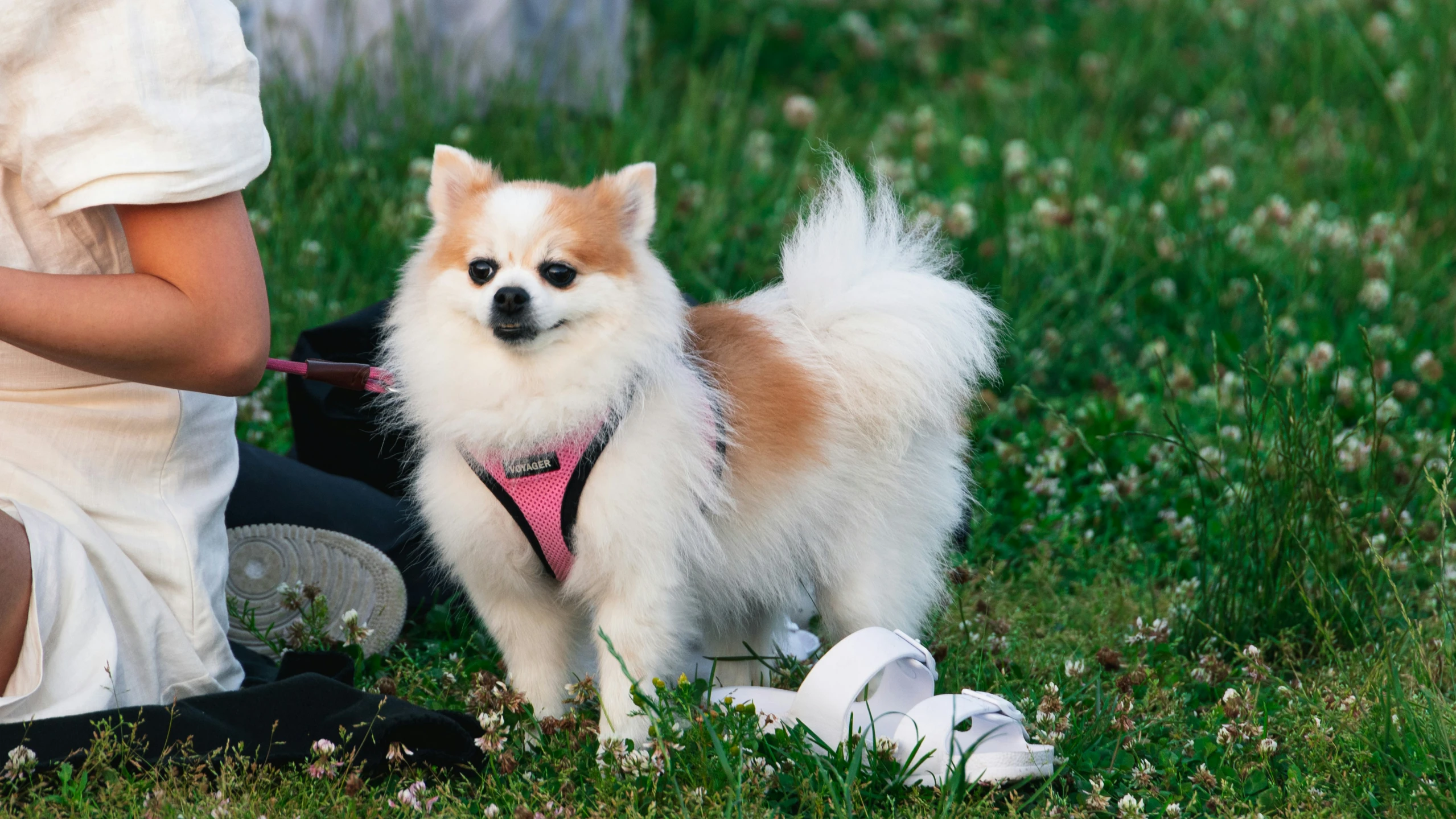 a small white dog standing on top of a grass covered field