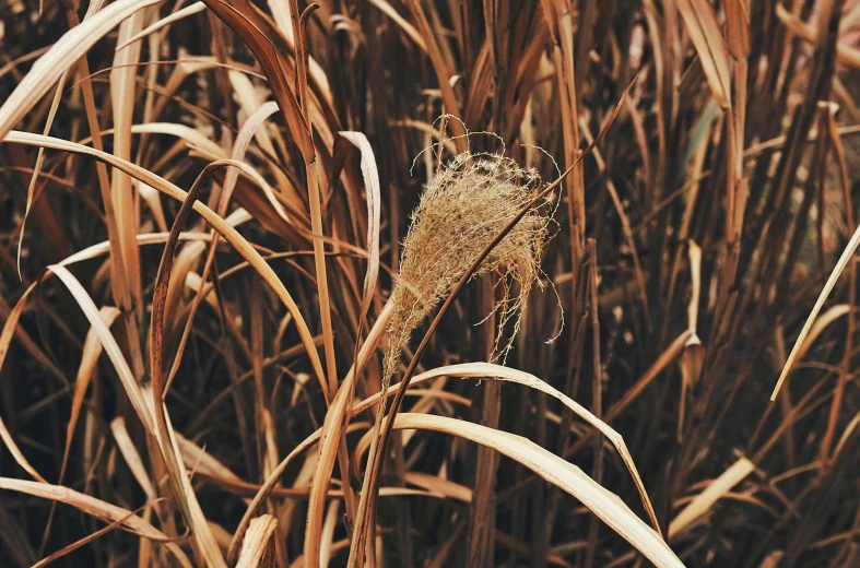a dried plant in a marshy area