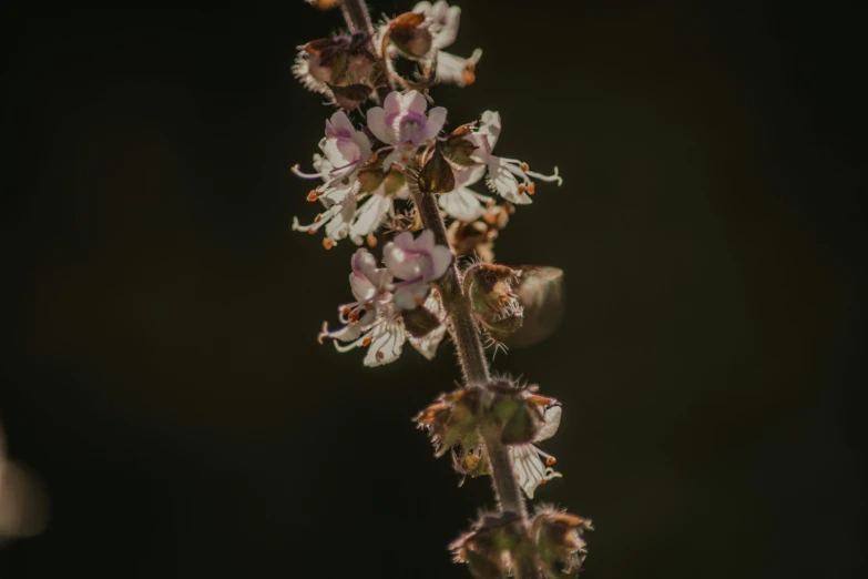 a small moth sits on top of a purple flower