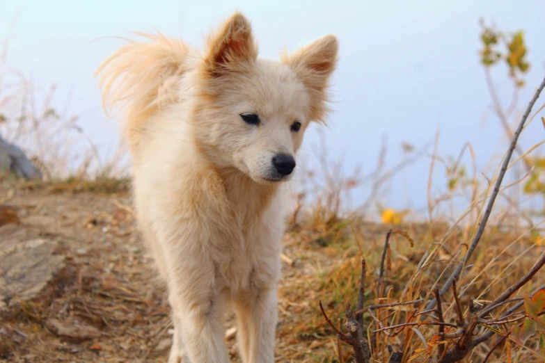 a small dog standing on top of a grass covered hillside