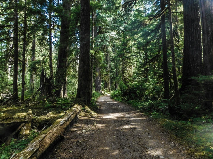 a road in the forest with trees and a bench next to it