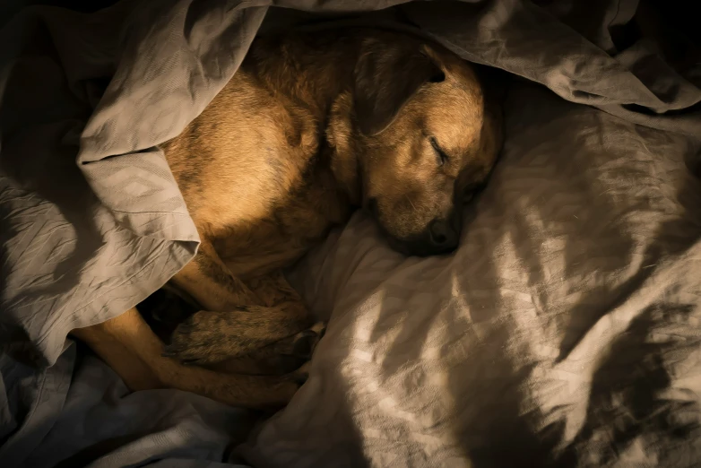 a dog sleeping under a blanket on top of a bed