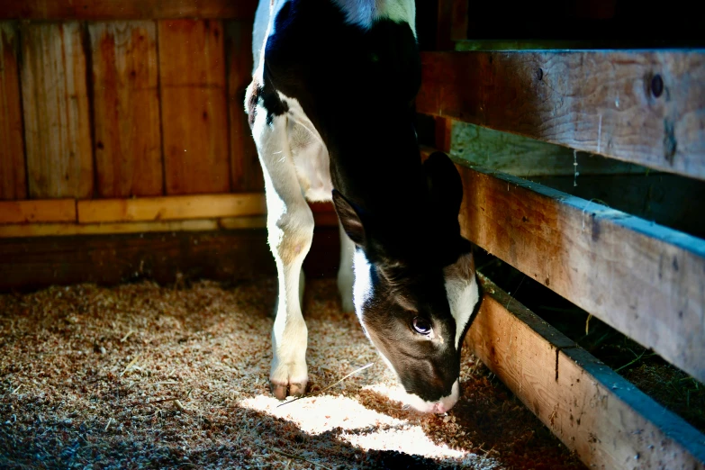 a brown horse eating grass from a feeding trough