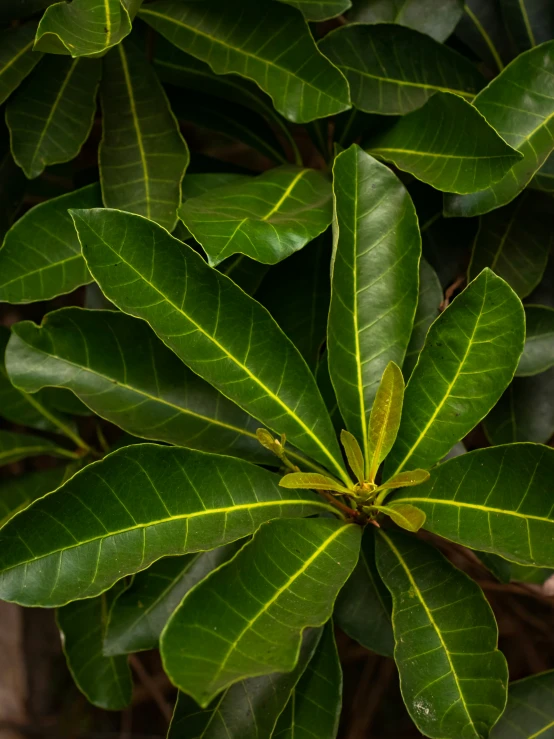 an image of some green plants growing on the trees