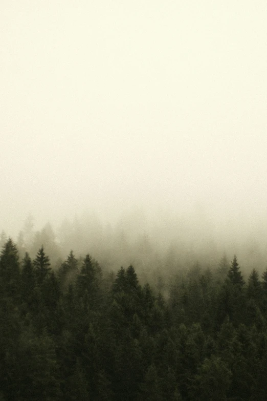 a lone plane flying over the woods on a foggy day