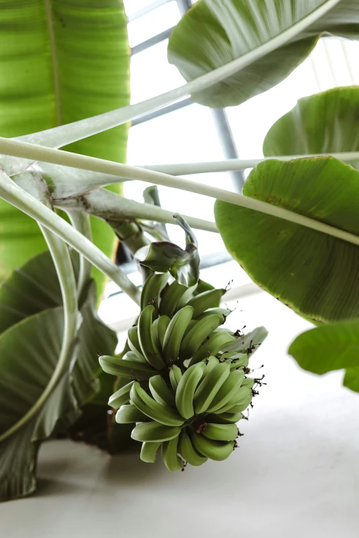 a group of bananas in front of a tree