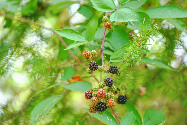 the black berries are still hanging on the nch