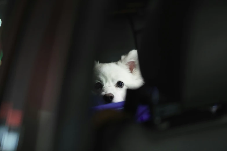 a dog sitting in the backseat of a car