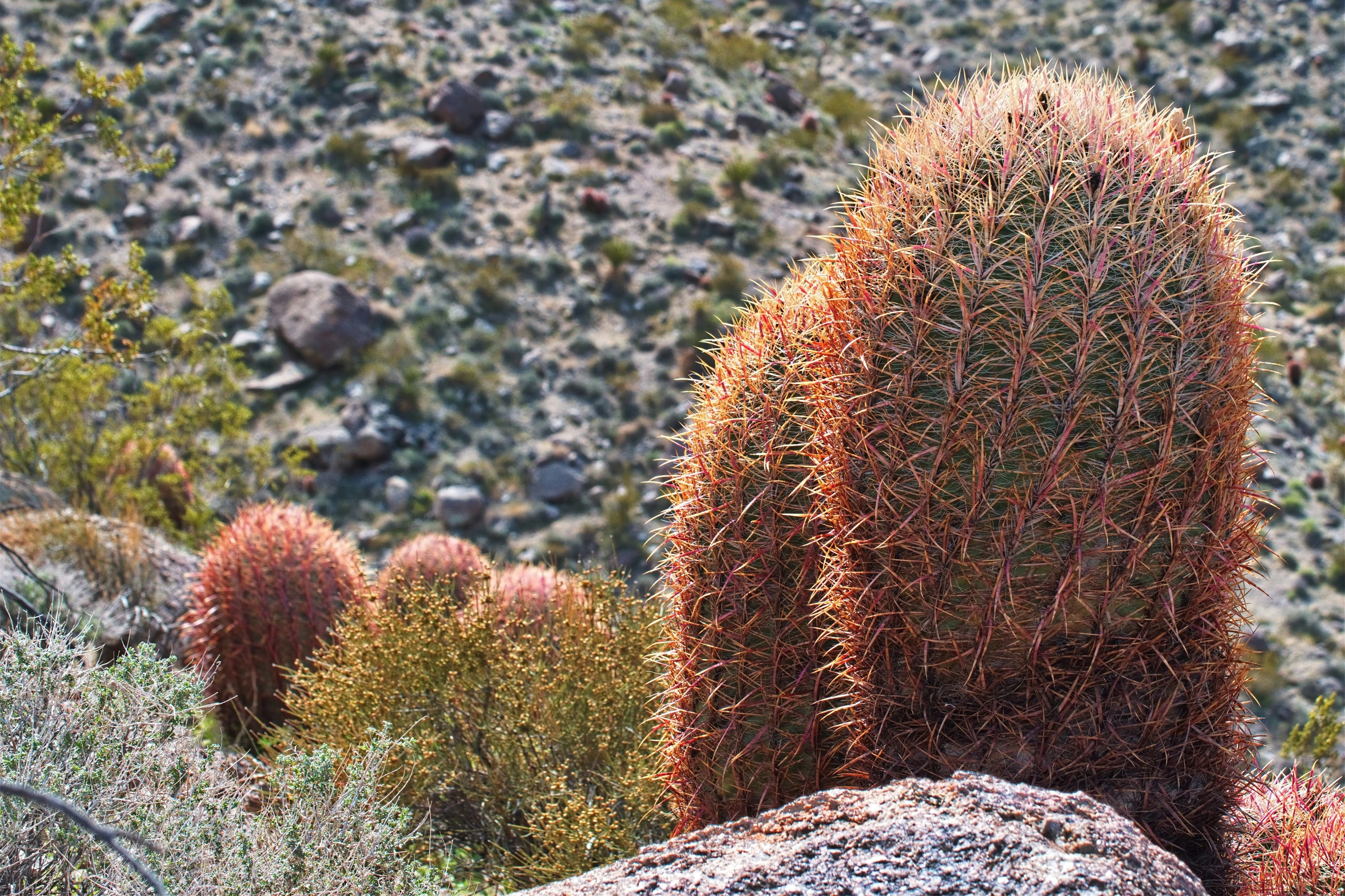 a very large cactus standing in the desert