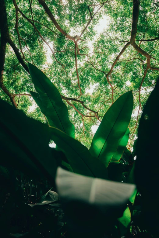 the leaves are on the ground in the forest