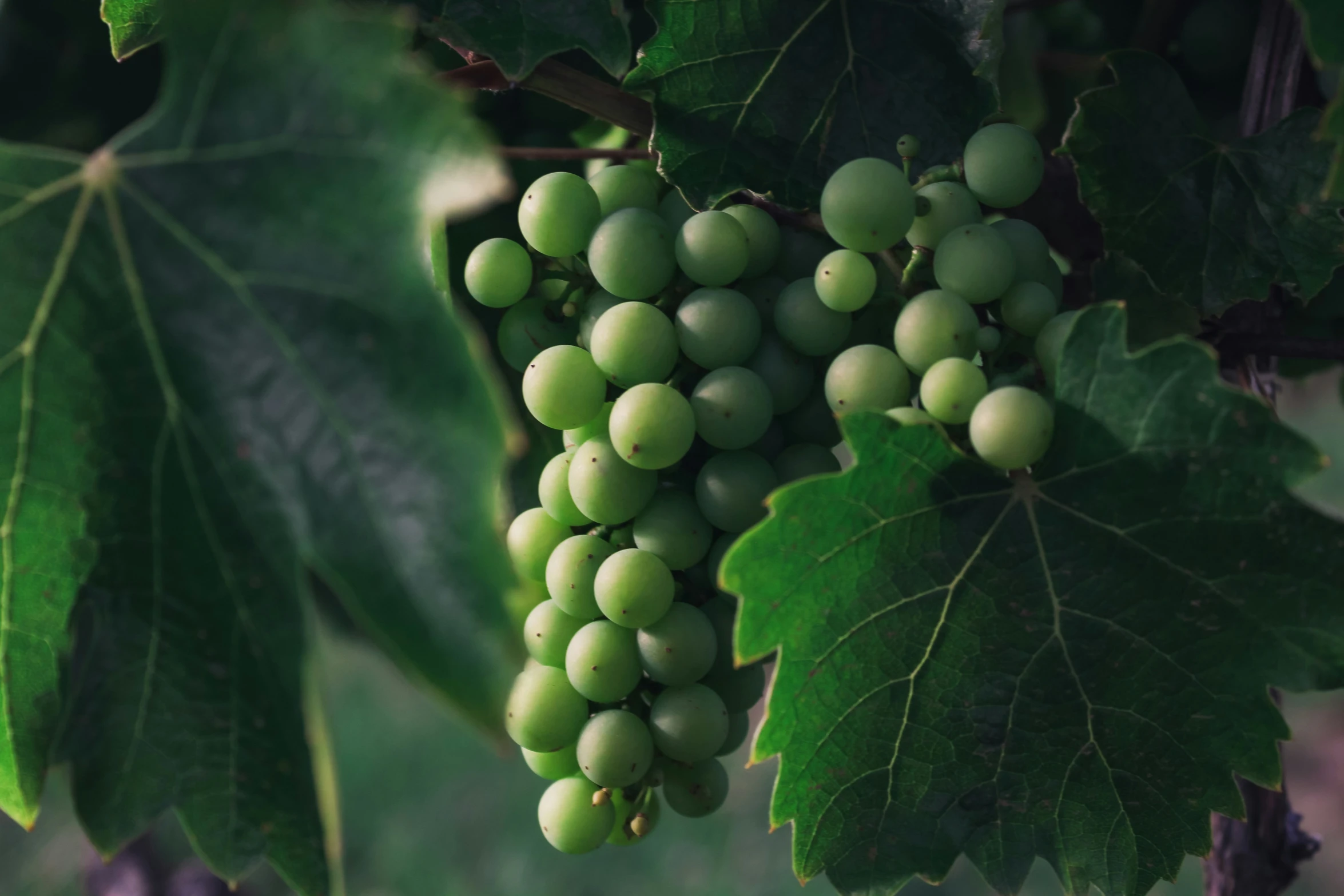 close up of small white gs hanging from the tree