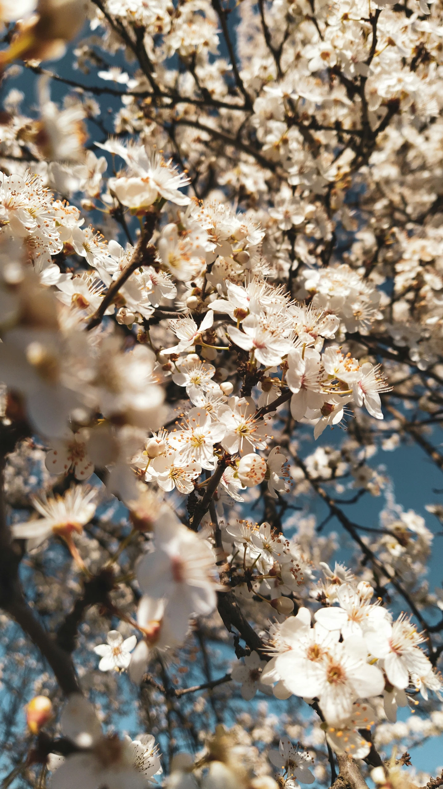 the top part of a tree with flowers