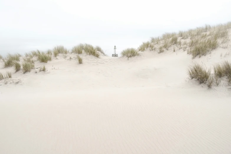 an empty beach with sand and small shrubs