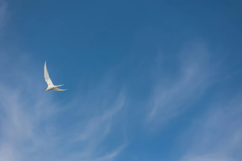 a large white bird flying high up in the air