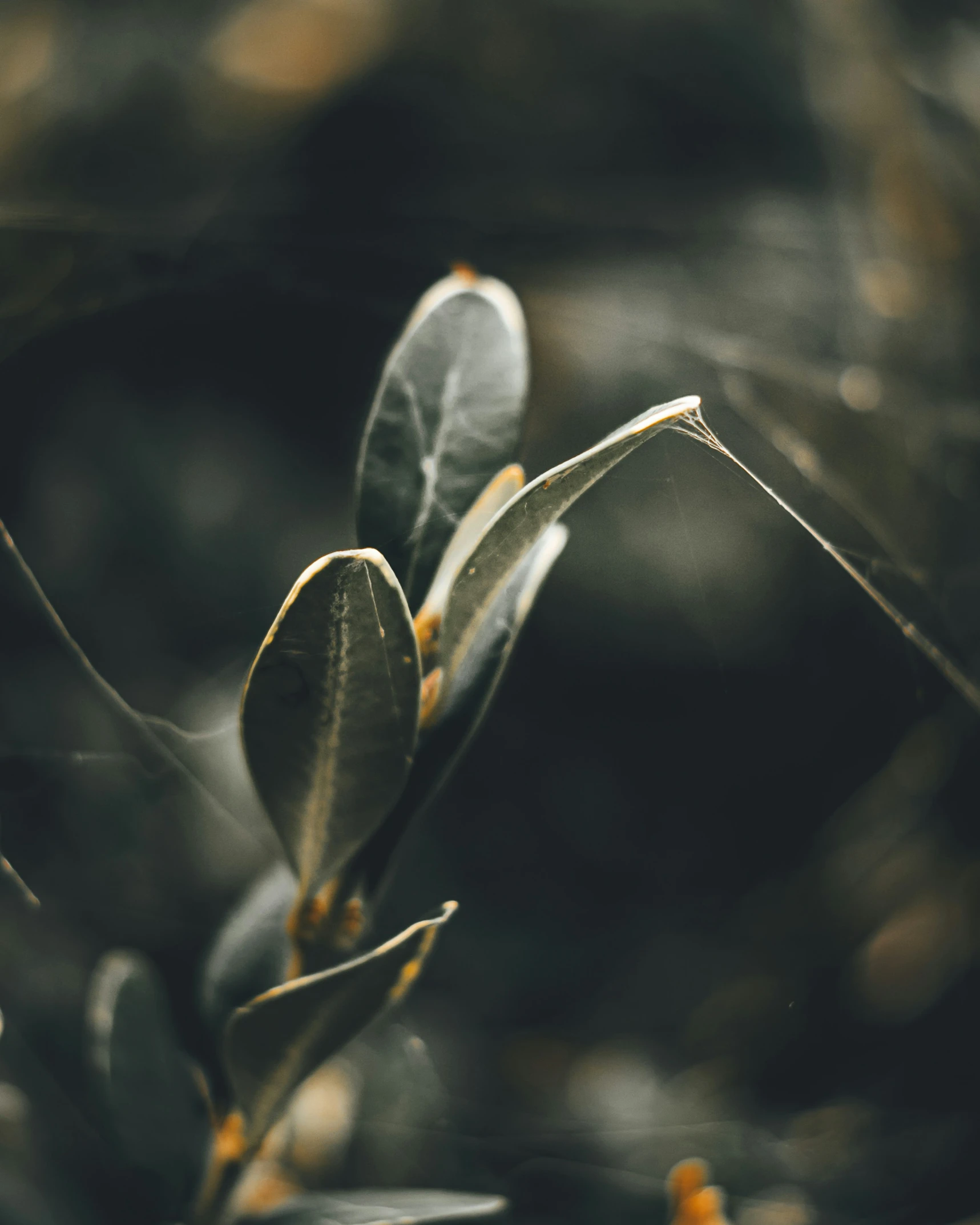 a small nch of an orange tree surrounded by leaves