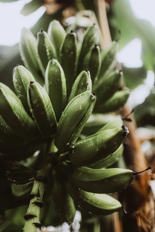 the bananas are hanging from the tree outside